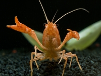 Sebastian