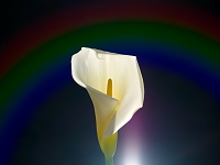 Regenbogen