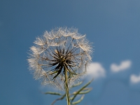 Pusteblume