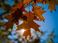 Herbst