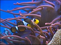 Nemo gefunden
